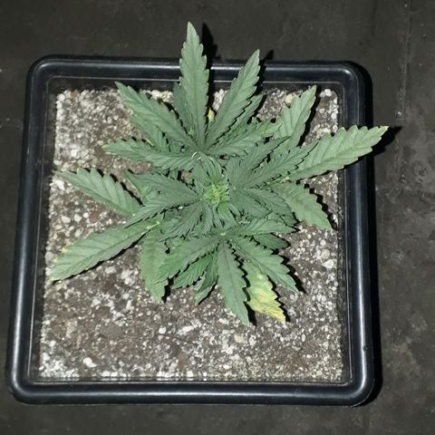 Oggi growlog timeline photo