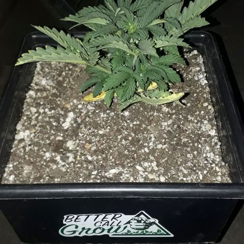 Oggi growlog timeline photo