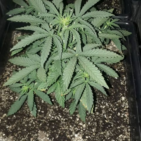 Oggi growlog timeline photo
