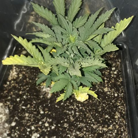 Oggi growlog timeline photo
