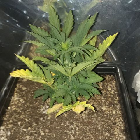 Oggi growlog timeline photo