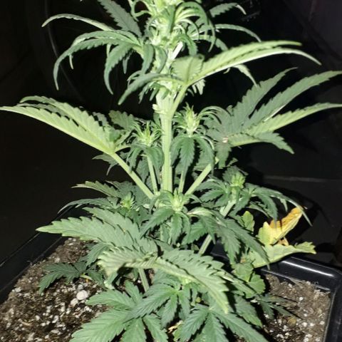 Oggi growlog timeline photo
