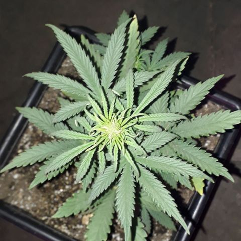 Oggi growlog timeline photo