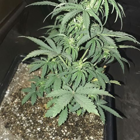 Oggi growlog timeline photo