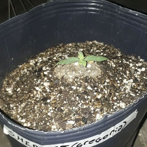 Gregoria growlog timeline photo