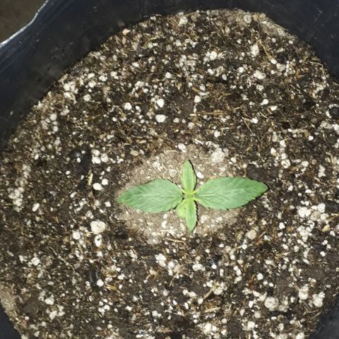 Gregoria growlog timeline photo