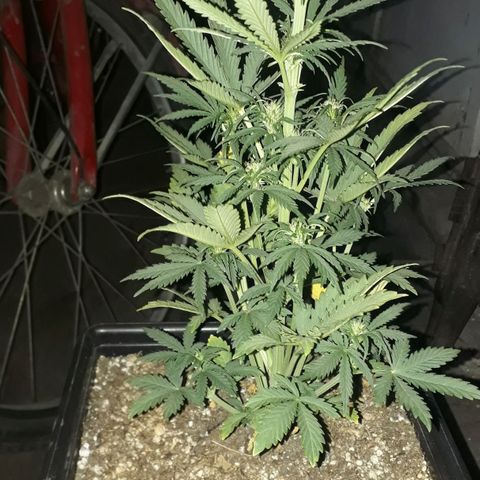 Oggi growlog timeline photo