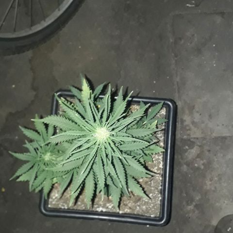 Oggi growlog timeline photo