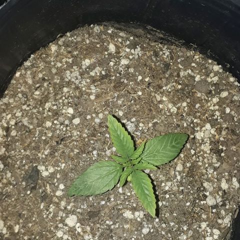 Gregoria growlog timeline photo
