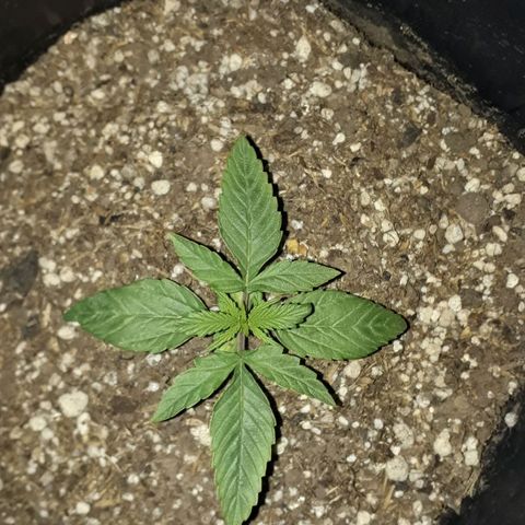 Gregoria growlog timeline photo