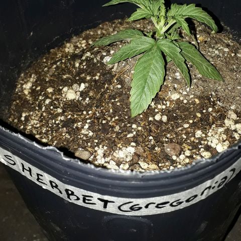 Gregoria growlog timeline photo