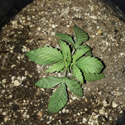 Gregoria growlog timeline photo