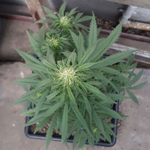 Oggi growlog timeline photo