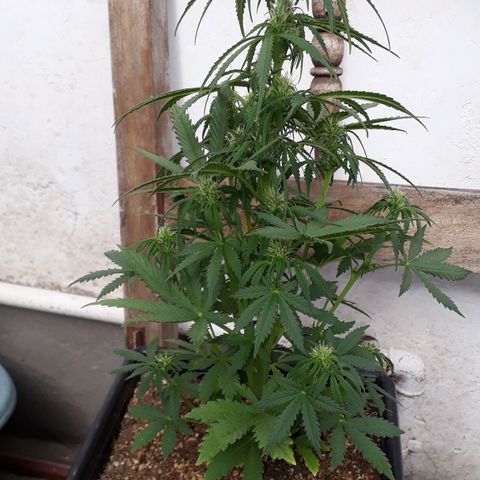 Oggi growlog timeline photo