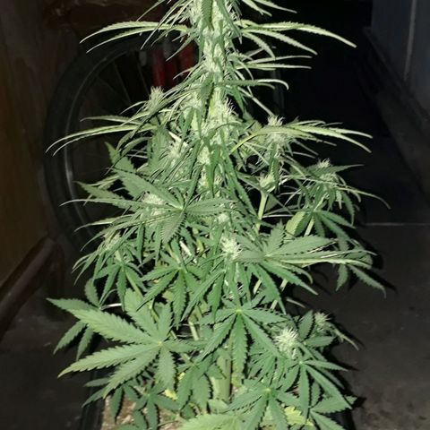 Oggi growlog timeline photo