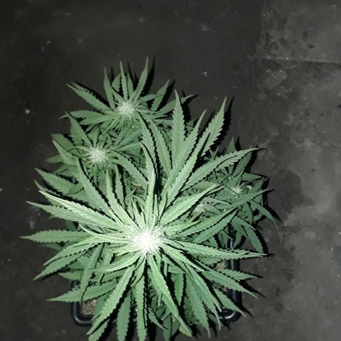 Oggi growlog timeline photo