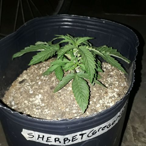 Gregoria growlog timeline photo