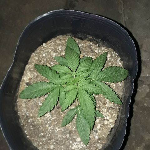 Gregoria growlog timeline photo