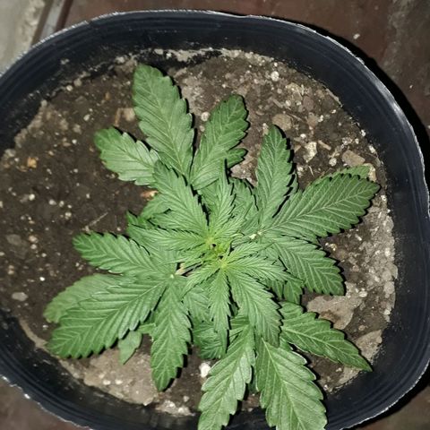 Gregoria growlog timeline photo