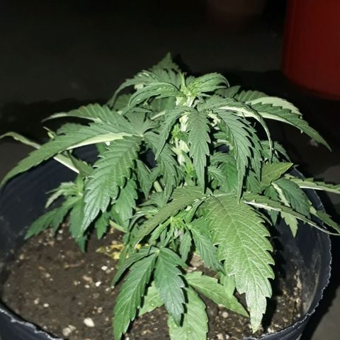 Gregoria growlog timeline photo