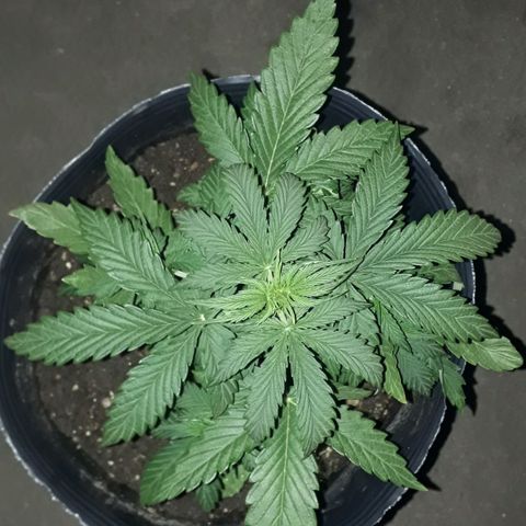 Gregoria growlog timeline photo