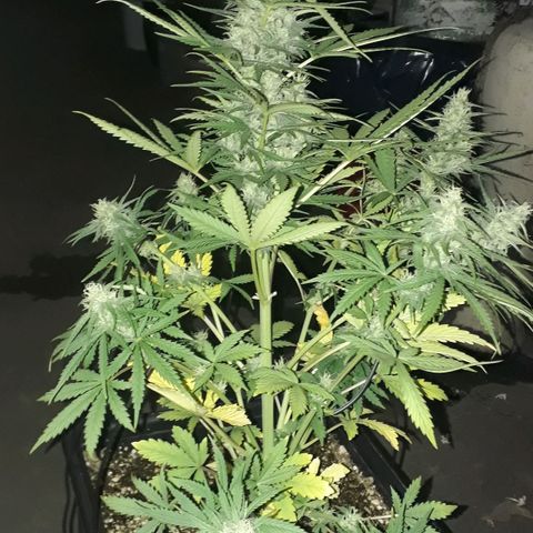 Oggi growlog timeline photo