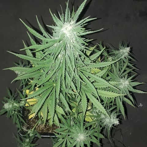 Oggi growlog timeline photo