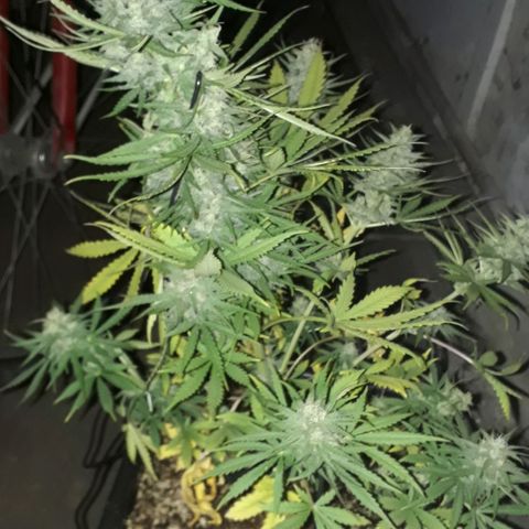 Oggi growlog timeline photo