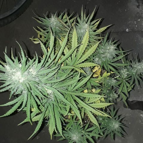 Oggi growlog timeline photo