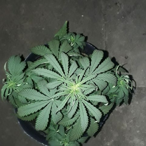 Gregoria growlog timeline photo