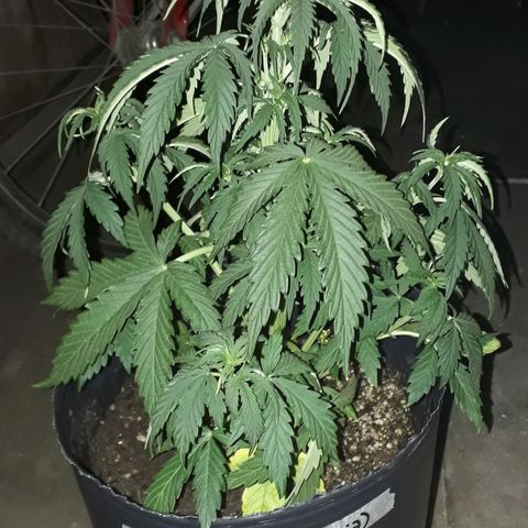 Gregoria growlog timeline photo