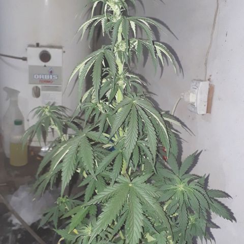 Gregoria growlog timeline photo