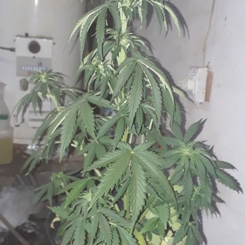 Gregoria growlog timeline photo