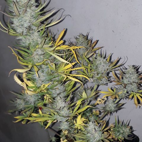 Oggi growlog timeline photo
