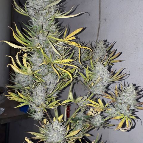 Oggi growlog timeline photo