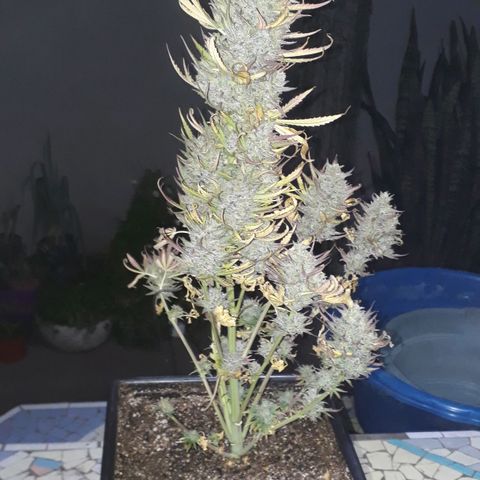 Oggi growlog timeline photo