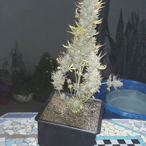 Oggi growlog timeline photo