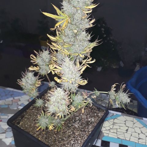 Oggi growlog timeline photo