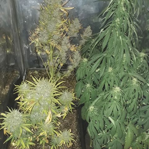 Gregoria growlog timeline photo