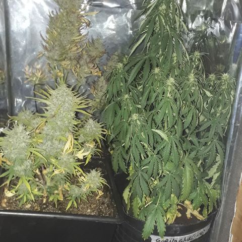 Gregoria growlog timeline photo