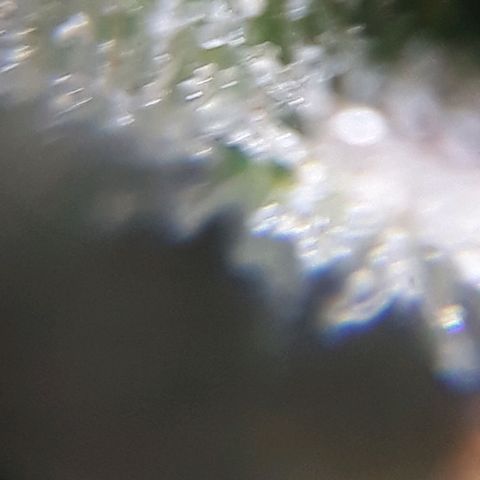Oggi growlog timeline photo