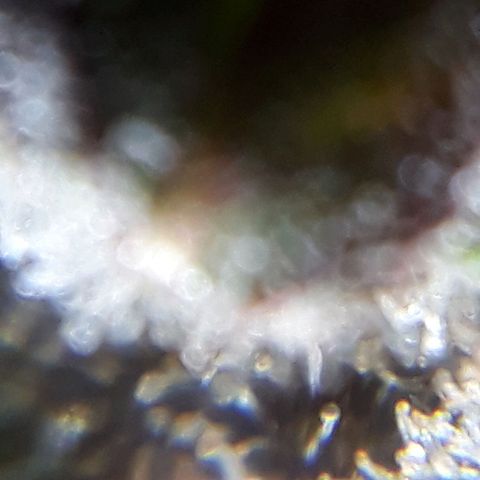 Oggi growlog timeline photo