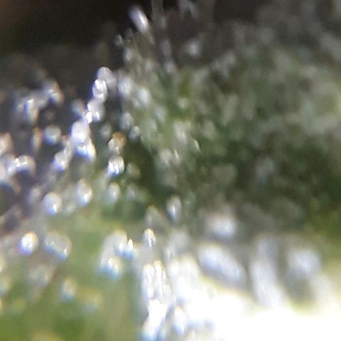Oggi growlog timeline photo