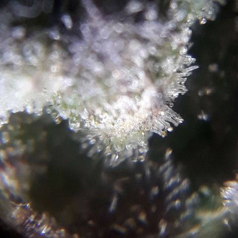 Oggi growlog timeline photo