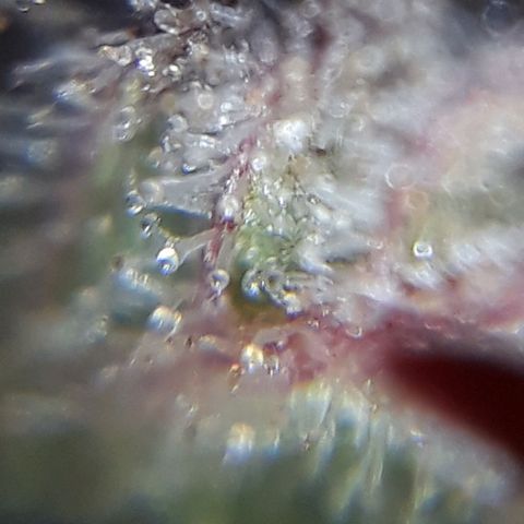Oggi growlog timeline photo