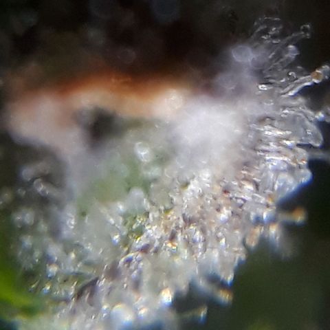 Oggi growlog timeline photo