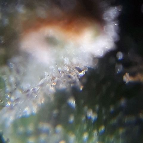 Oggi growlog timeline photo