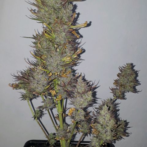 Oggi growlog timeline photo