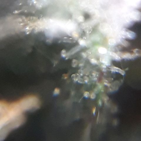 Oggi growlog timeline photo