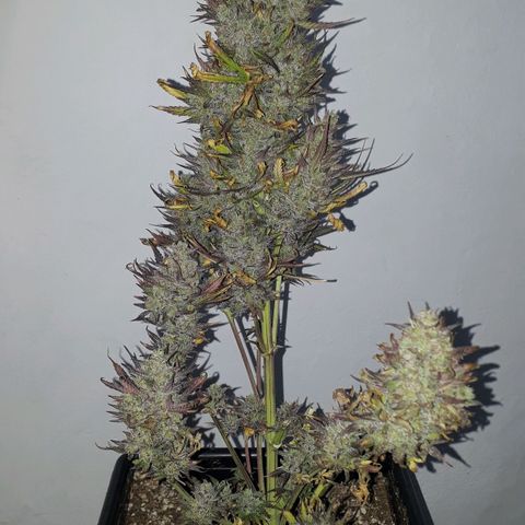 Oggi growlog timeline photo